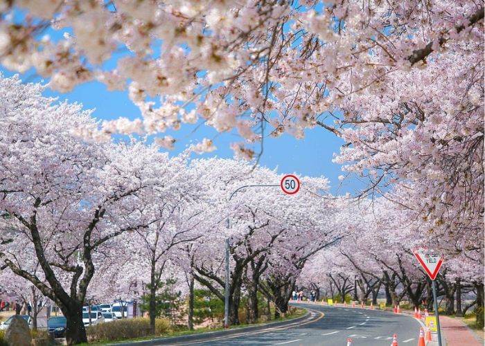 Vẻ đẹp của Seoul H&agrave;n Quốc v&agrave;o m&ugrave;a xu&acirc;n